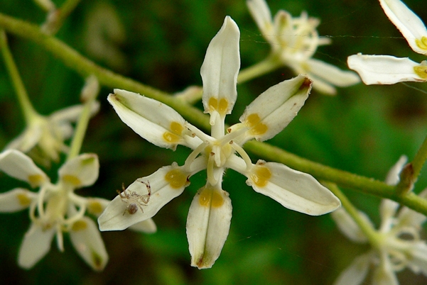 {Melanthium virginicum}